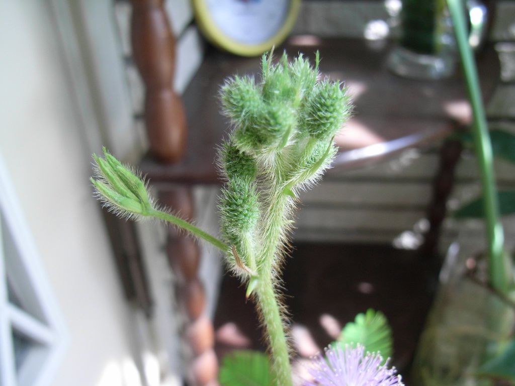 オジギソウの花_c0025115_2030285.jpg