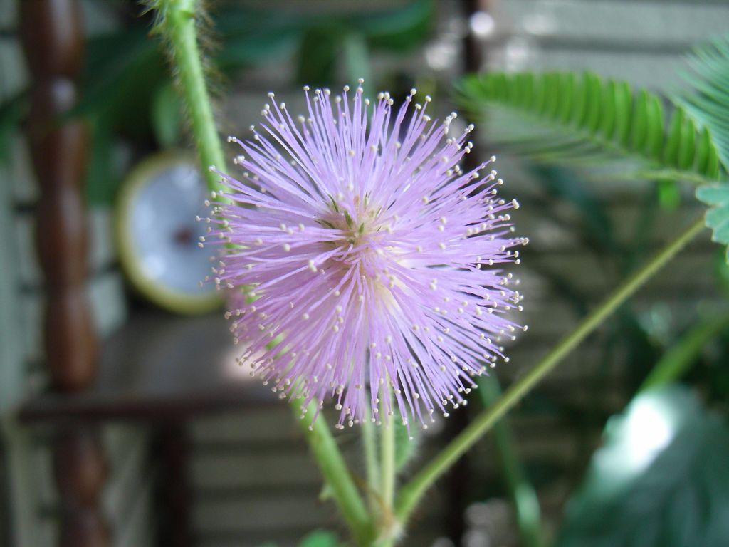 オジギソウの花_c0025115_20305561.jpg