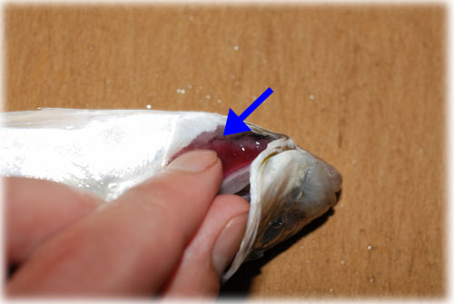 魚の「エラ」の外し方....... 鯵など小魚のエラを外しましょう！_d0069838_1224422.jpg