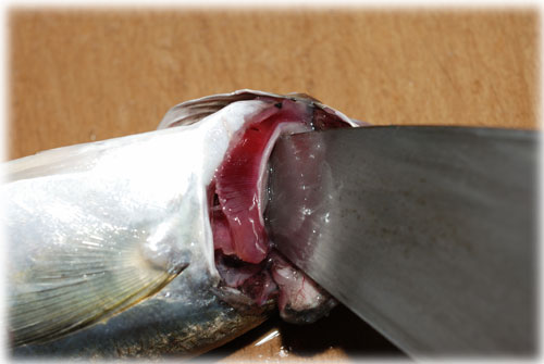 魚の「エラ」の外し方....... 鯵など小魚のエラを外しましょう！_d0069838_1233613.jpg