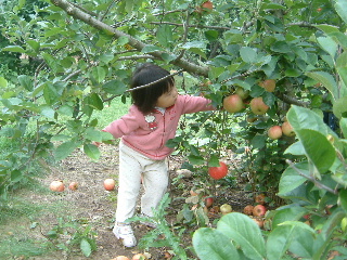 Apple and Pumpkin Picking_f0027244_1141329.jpg