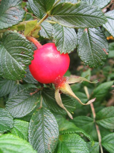 最近の花など・・_a0100152_1811673.jpg