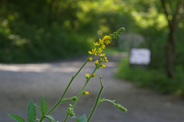 e0070891_21323194.jpg