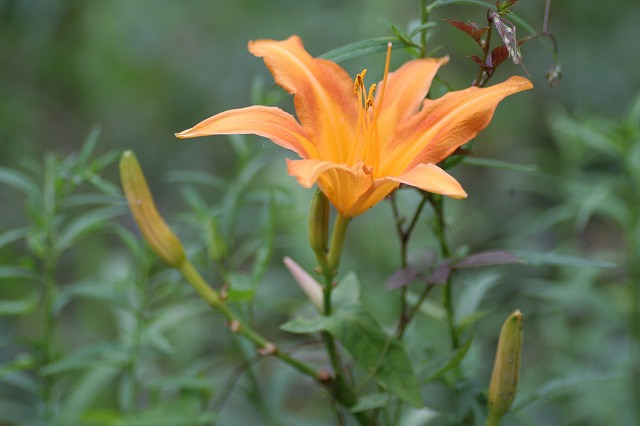 那須山荘に咲く花・・・_d0075404_1252239.jpg