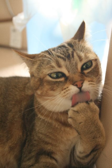 三つ指をつく猫 レオンちゃんとパンダ日記 三つ指をつく猫 レオンちゃんとパンダ日記