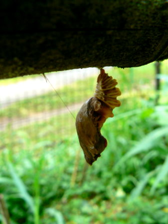 d0091754_02771.jpg