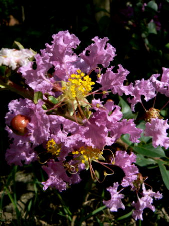 d0091754_1593882.jpg