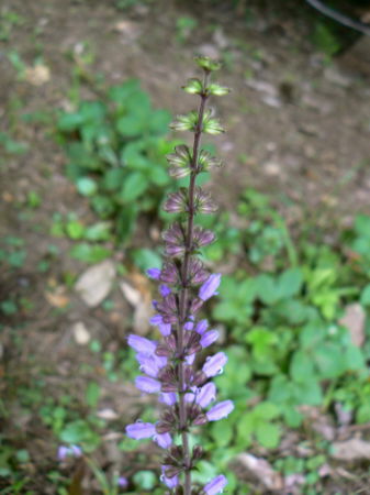 d0091754_243856.jpg