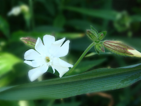 散歩道の花　４_f0146493_9353762.jpg