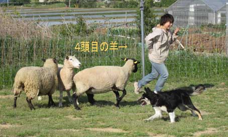 ASTC　Sheepdoggame -前編-_d0063719_11491986.jpg