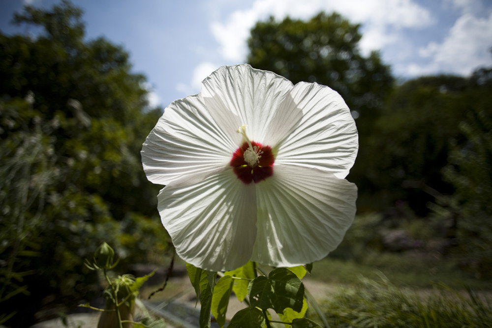 夏の花　ｉｎ　ｈｉｇａｓｈｉｙａｍａ_c0097723_19415655.jpg