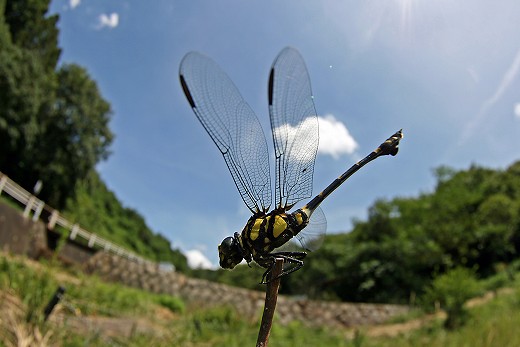 8月8日の野草園_d0029333_2232535.jpg