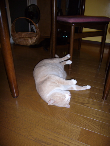本日快晴、アーティチョーク開花、パッションフルーツ、ゴーヤ結実ス。_e0058443_23524363.jpg