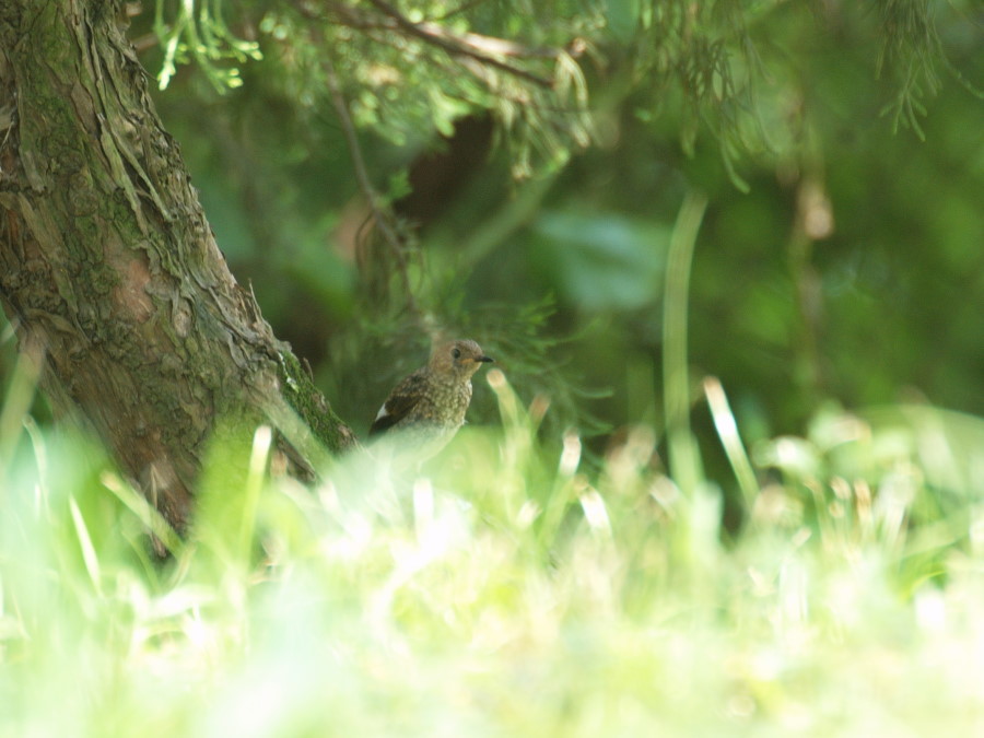 とある鳥さん in Korea_c0069050_0512170.jpg