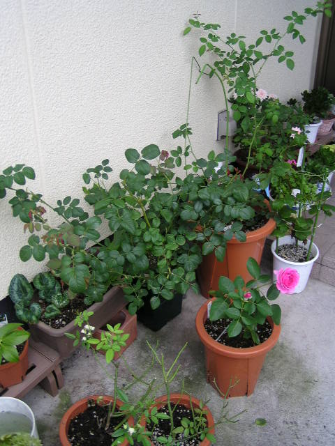 f0074659_0222936.jpg