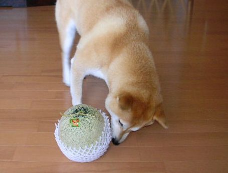 2007年8月9日(木)・・・愛ちゃんの女帝への道②_f0060461_1657791.jpg
