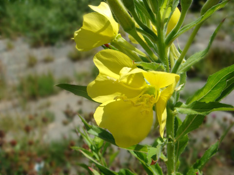 散歩道の花　５_f0146493_10361467.jpg