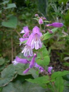 c0117007_2024837.jpg