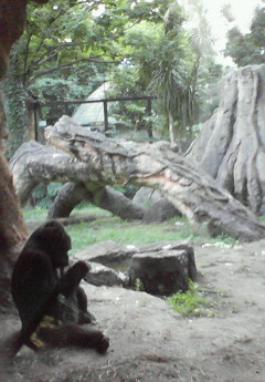 上野動物園の夜間開園_e0082110_2034932.jpg