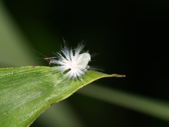 スケバハゴロモ幼虫？_c0116915_21463978.jpg