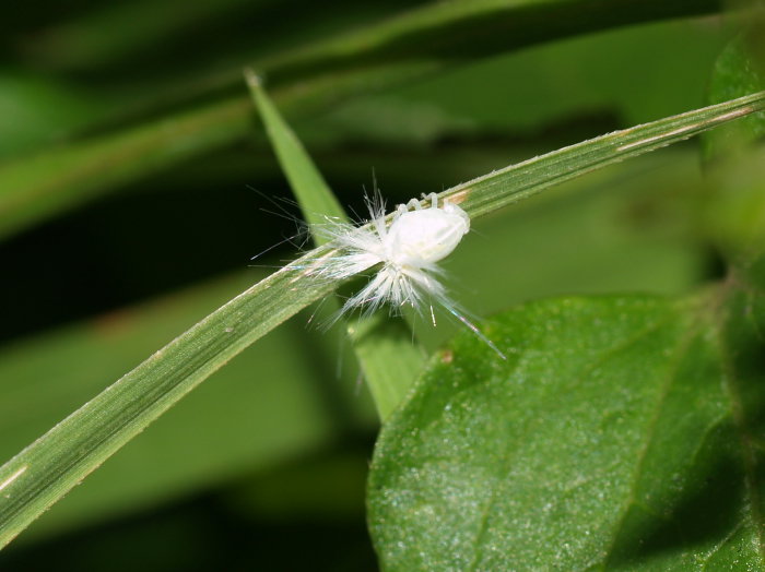 スケバハゴロモ幼虫？_c0116915_21465937.jpg