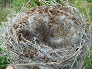 鳥の巣その後 8/9_c0123523_0265159.jpg