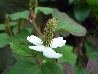 野草の花_d0052327_753956.jpg