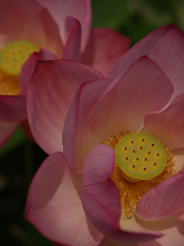 蓮の花咲く夏の寺　_e0080133_0372891.jpg