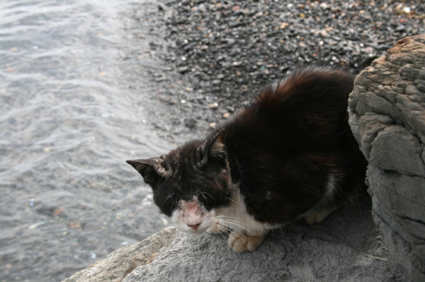 にゃんこ島　「 岩場の猫たち 」_d0098941_15541698.jpg