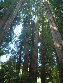 MUIR WOODS National Monument_e0019942_94010.jpg