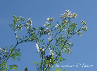 －　香菜の花　－　　昨日の空　　　어제의 하늘_c0113367_10295714.jpg