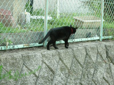 去って行く黒猫_e0076879_027404.jpg