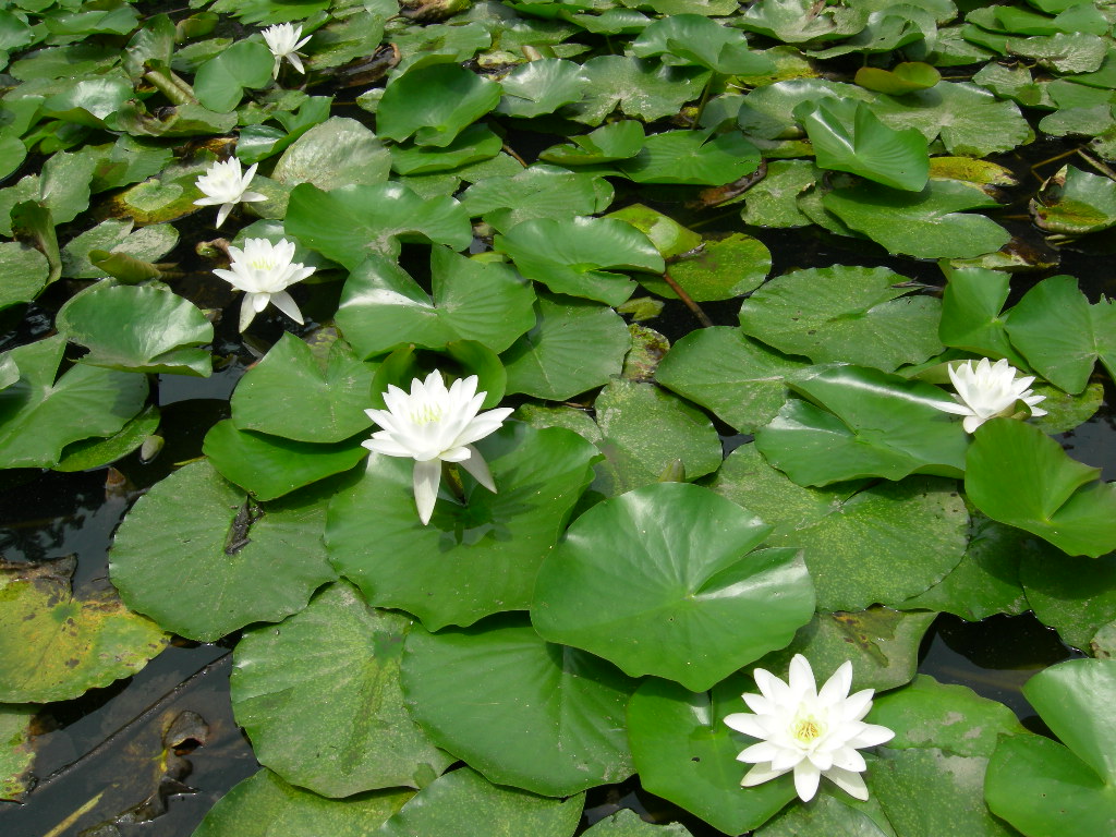 夏バテ① (皮膚のトラブル)_f0135114_11575518.jpg