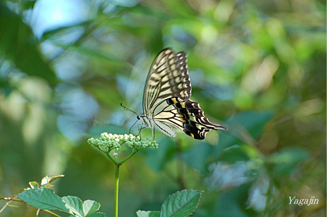 f0136821_7372227.jpg