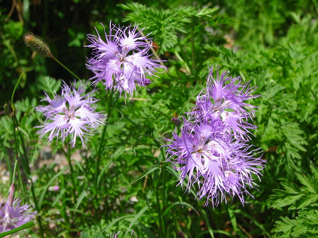 8月9日（木）　白馬岳の花達その１♪_b0097836_15474360.jpg