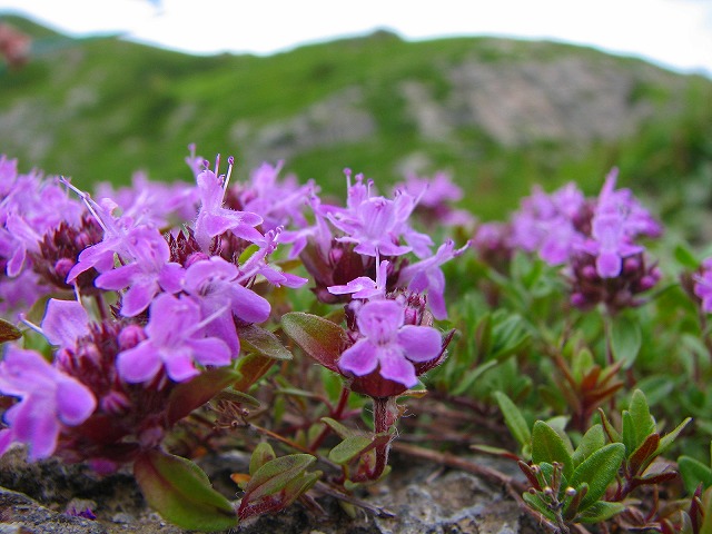 8月9日（木）　白馬岳の花達その１♪_b0097836_15534954.jpg