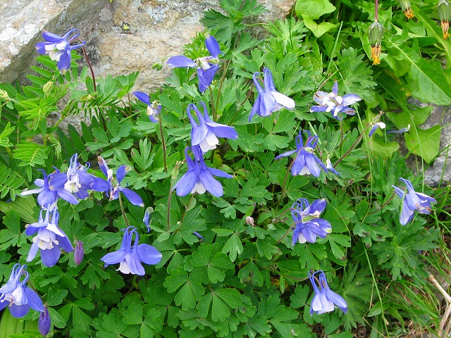 8月9日（木）　白馬岳の花達その１♪_b0097836_15542711.jpg