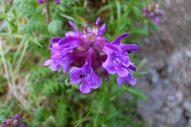 8月9日（木）　白馬岳の花達その１♪_b0097836_1652264.jpg