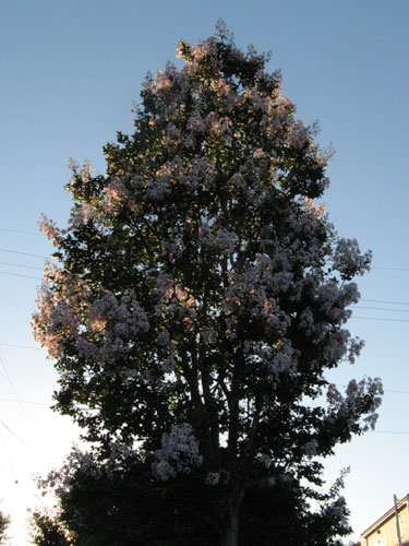 f0007956_219862.jpg