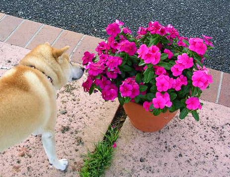8月11日(土)・・・暑いよ~!暑い~!_f0060461_8521580.jpg