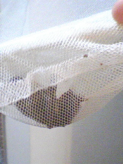 b0108363_2236560.jpg