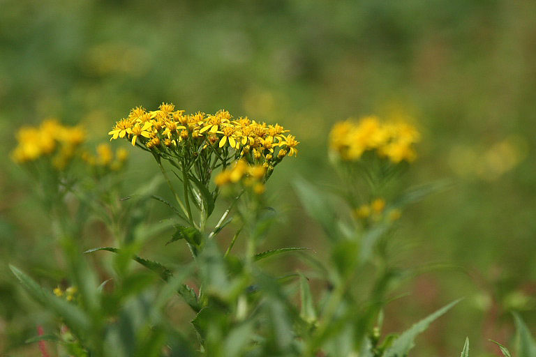 伊吹山のお花畑を訪ねて　３_f0129465_7124268.jpg