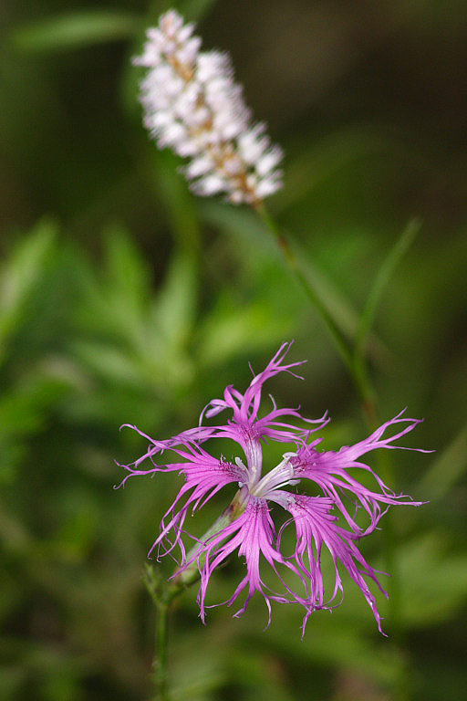 伊吹山のお花畑を訪ねて　３_f0129465_764646.jpg