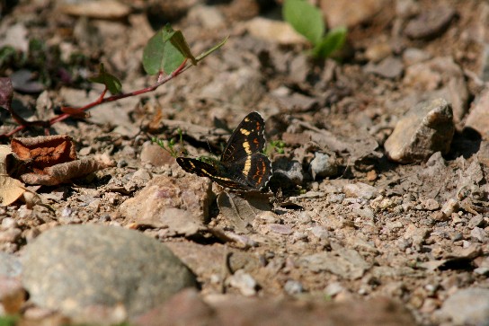 f0000866_50147.jpg