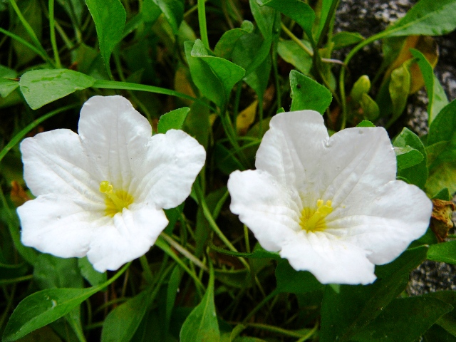 d0042474_10182072.jpg