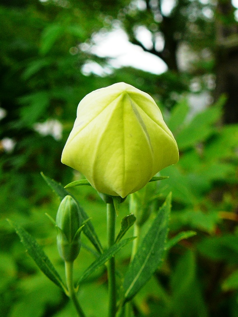 橘寺の桔梗の花_d0042474_11272980.jpg