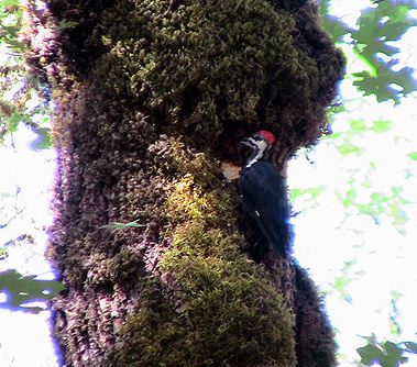 鳥の群れ_c0016987_1302766.jpg