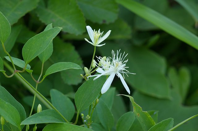 ■　秋の気配の花たち　　　07.8.11_e0070891_22365693.jpg