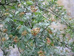 HAWTHORN＊ホーソーン＊Crataegus　species_d0030693_15474660.jpg