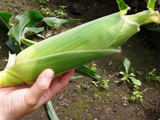 c0118496_22433553.jpg
